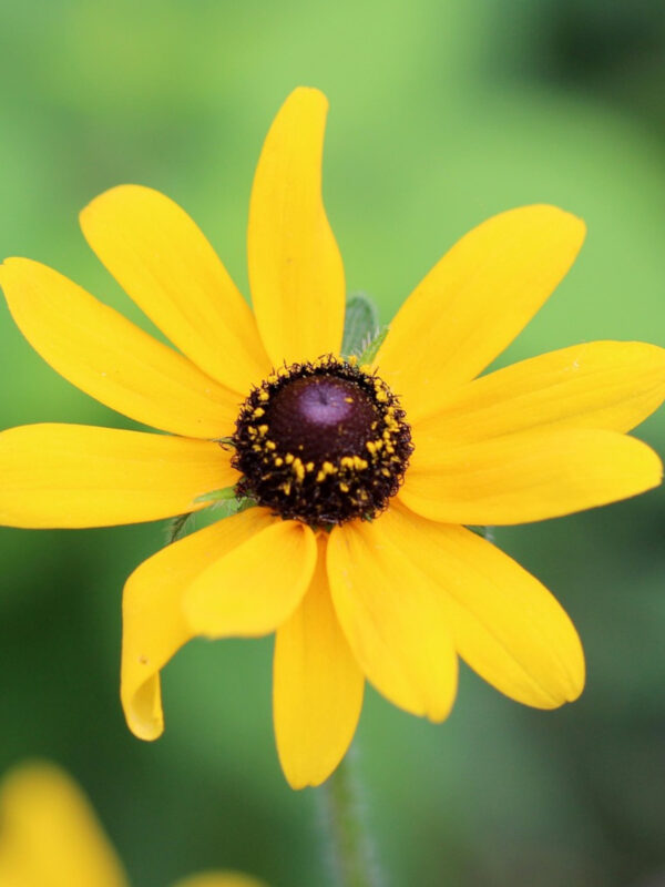 Black-Eyed Susans (Rudbeckia hirta)