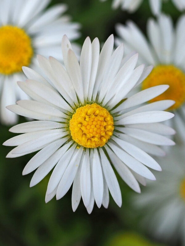 Shasta Daisy