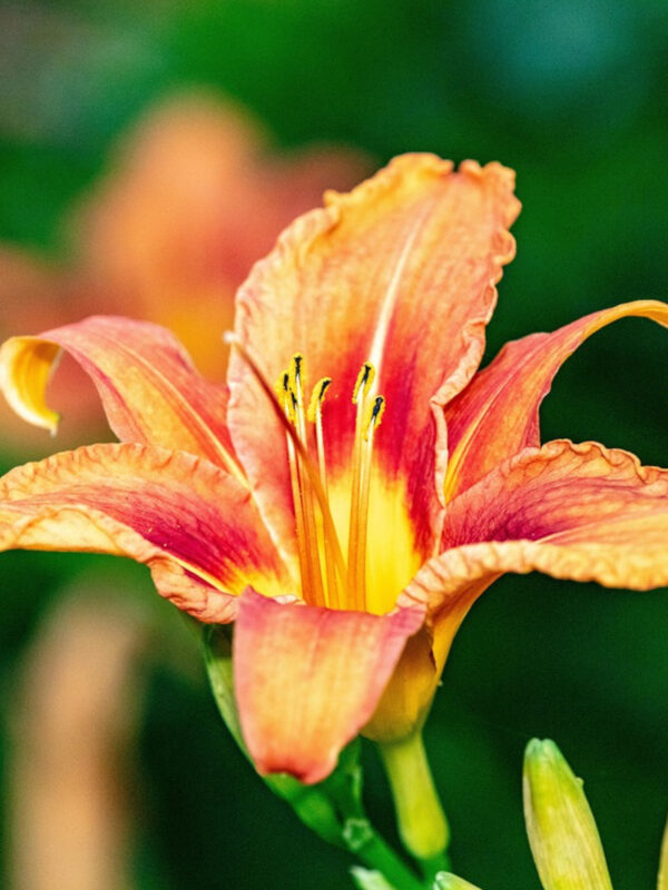 Daylilies (Hemerocallis)