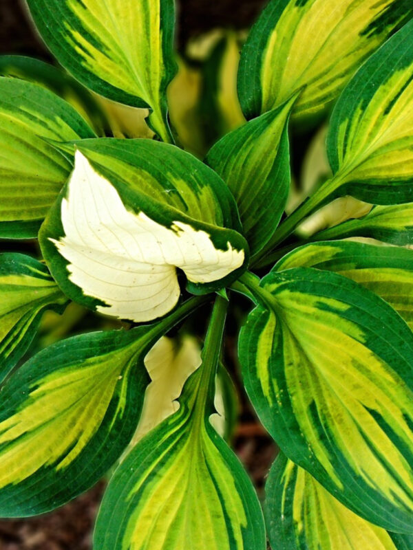 Hostas