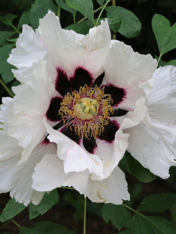 Peonies (Paeonia)
