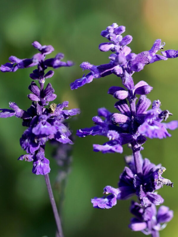 Russian Sage