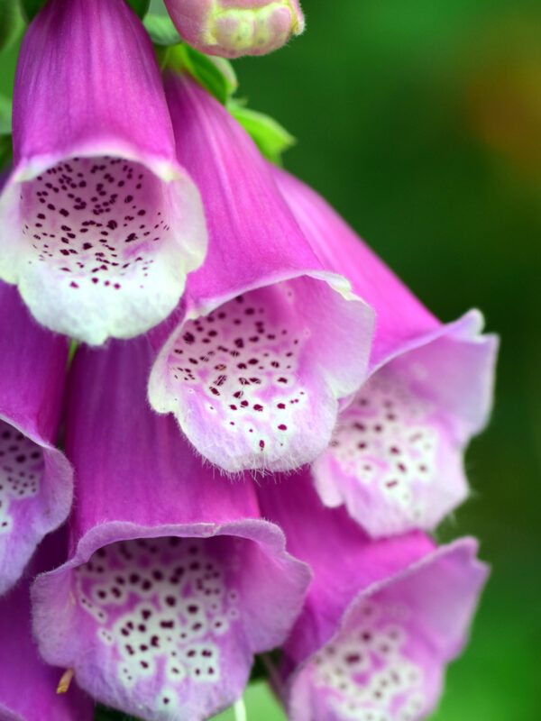 Foxglove (Digitalis Purpurea)