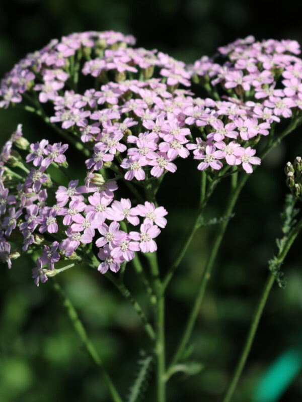 Yarrow (Achillea)