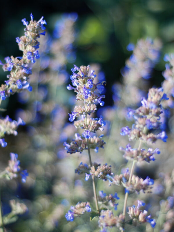 Catmint